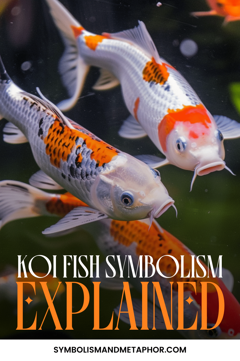 Koi Fish Symbolism (12 Top Symbols)