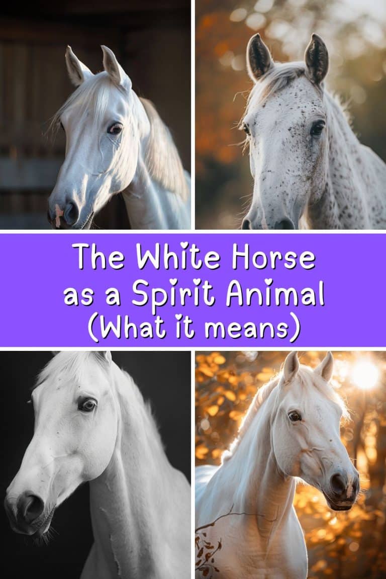 White Horse Symbolism & Meanings