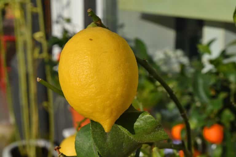 Lemon Tree Meaning & Symbolism (Abundance & Healing)