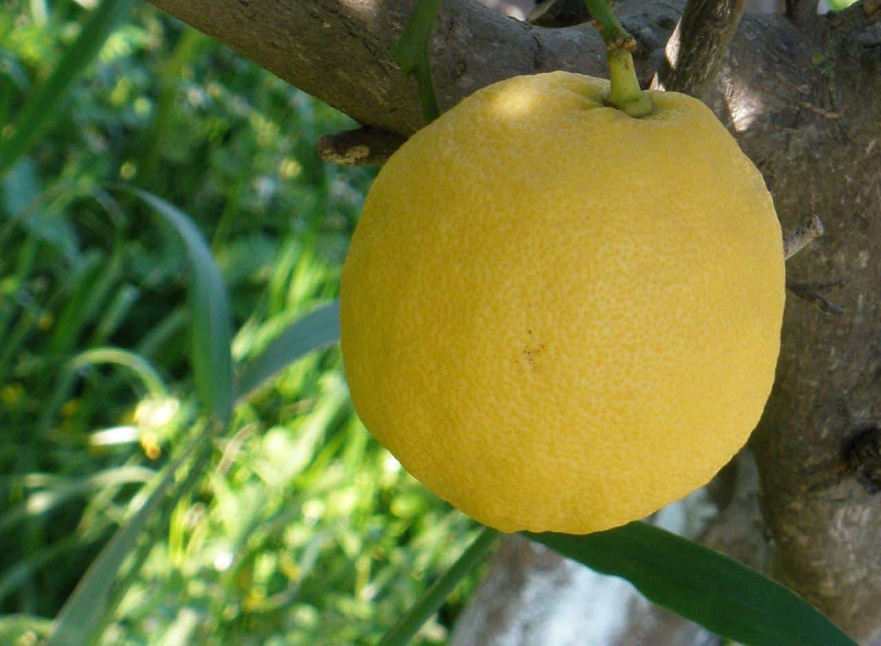 Lemon Tree Meaning & Symbolism (Abundance & Healing)