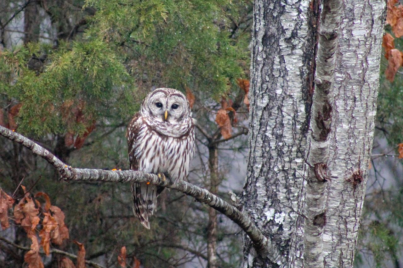 Barred Owl Meaning & Symbolism (Protection & Happiness)