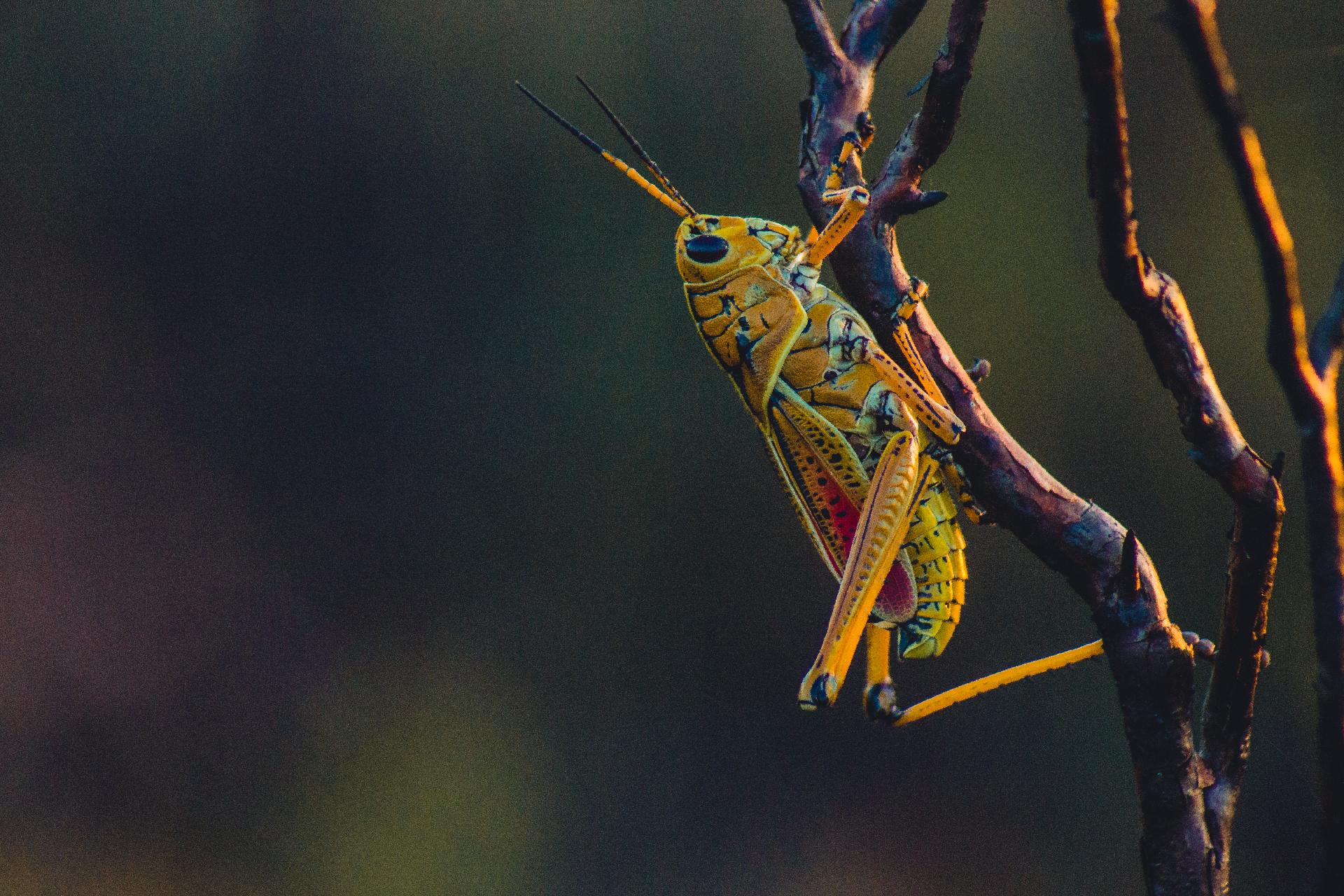 Locust Bug Symbolism & Meaning (Wisdom & Success)