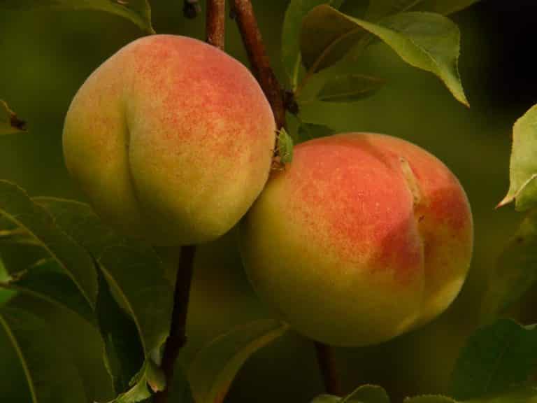 Peach Fruit Meaning and Symbolism (Immortality and Happiness)