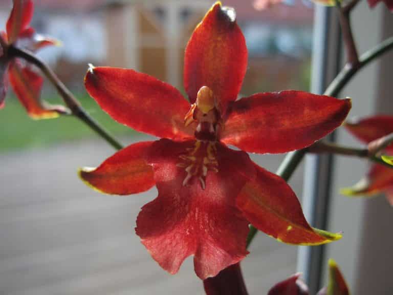 Red Orchid Flower Meaning & Symbolism (Passion & Strength)