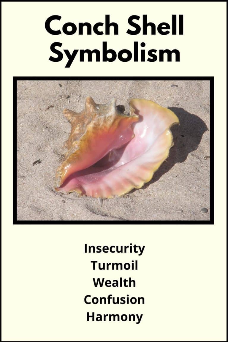 Conch Shell Meaning and Symbolism (Confusion & Harmony)