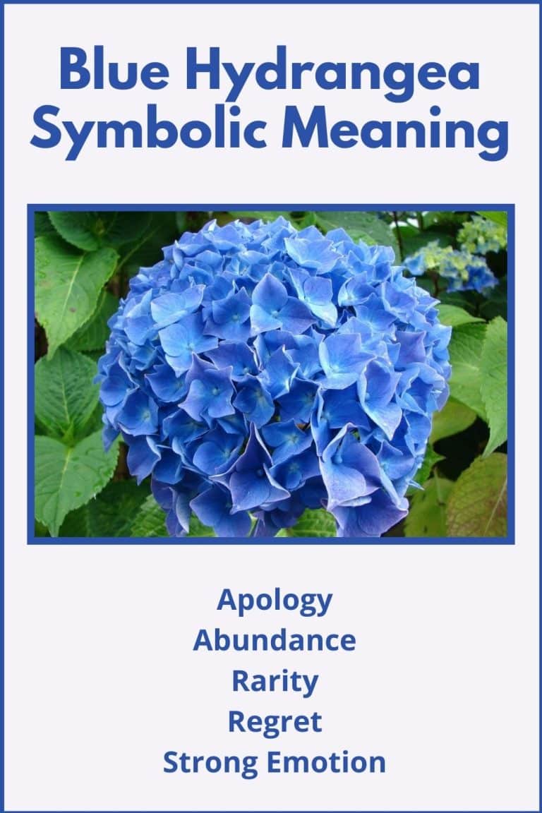 Blue Hydrangea Flower Meaning & Symbolism
