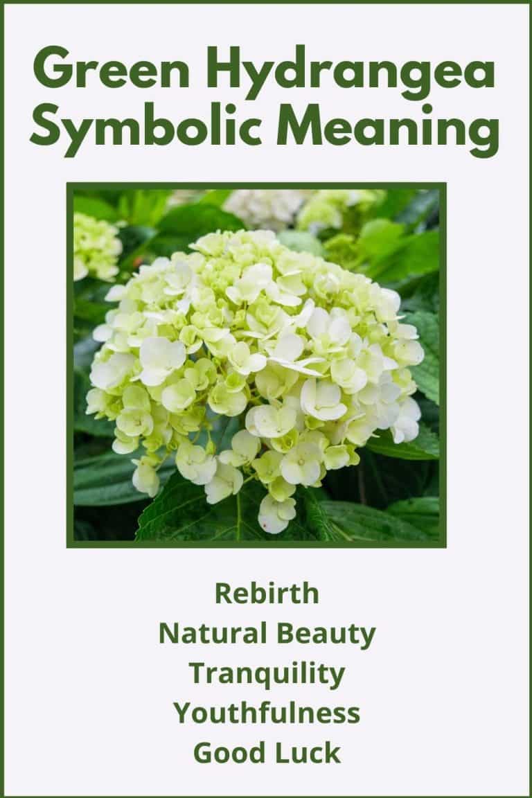 Green Hydrangea Flower Meaning & Symbolism