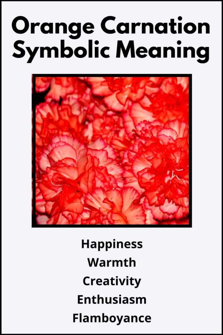 Orange Carnation Flower Meaning & Symbolism