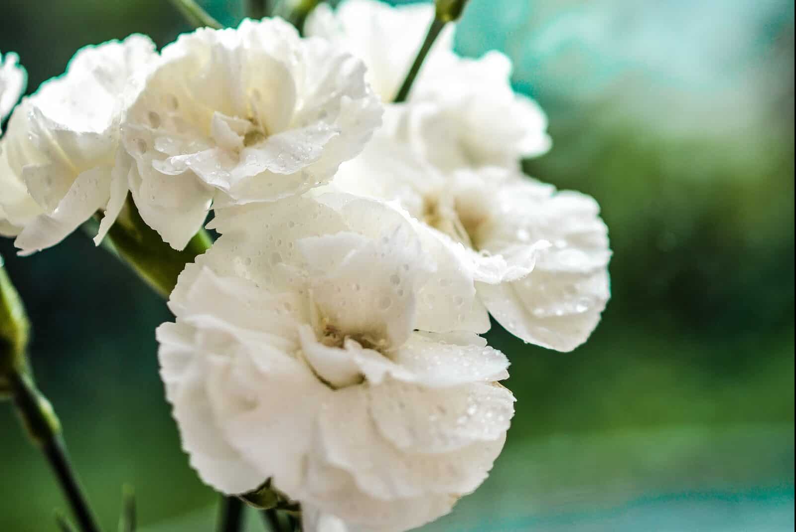 12 Flowers that Symbolize New Beginnings (List & Pictures)