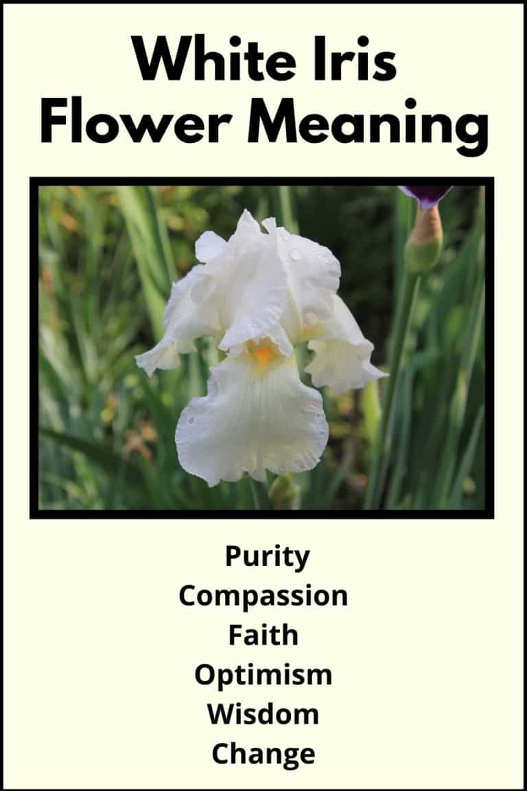 White Iris Meaning and Symbolism (Purity & Compassion)