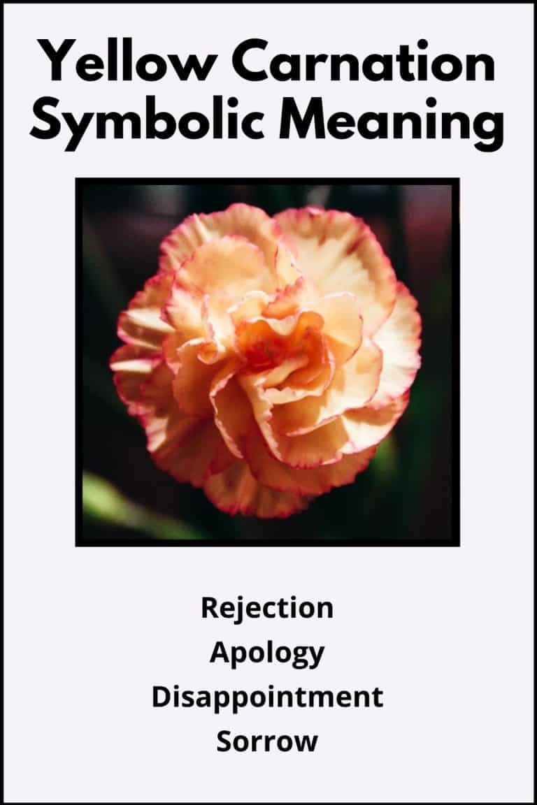 Yellow Carnation Flower Meaning & Symbolism