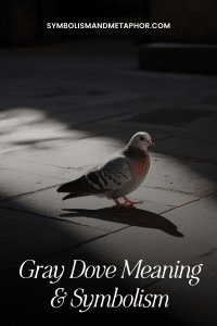 Gray Dove Symbolism (Friendship, Peace & Forgiveness)