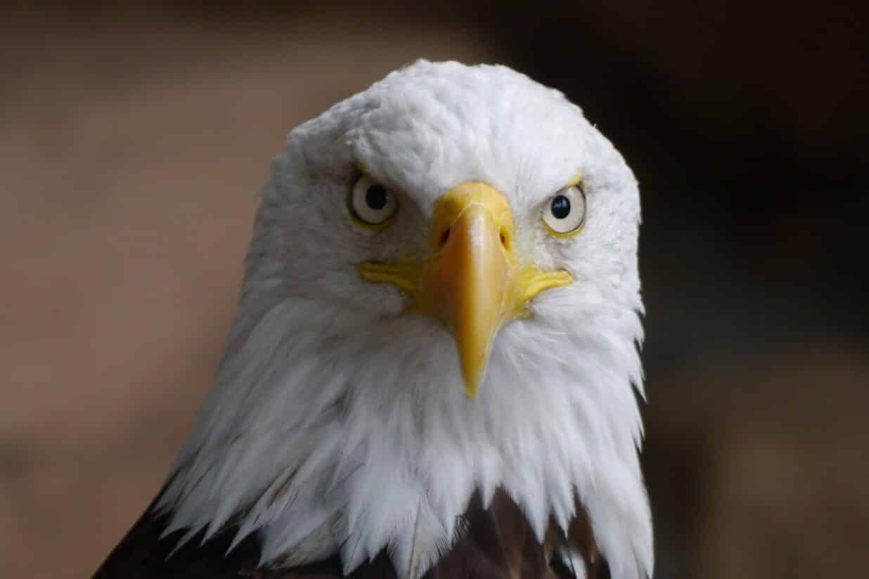 What does the Bald Eagle Represent in the USA?