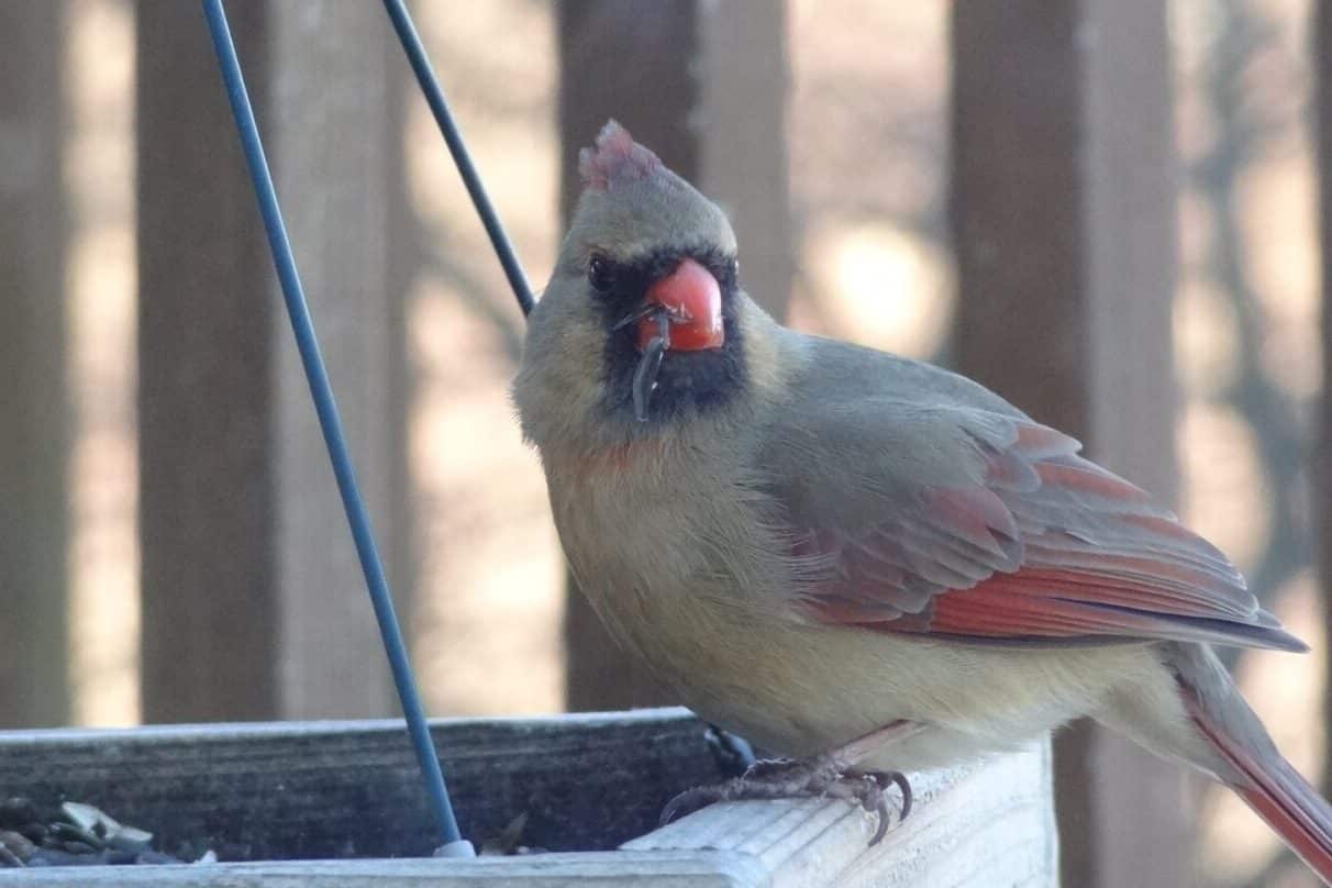 What do Cardinal Birds Symbolize? (7 Surprising Meanings)