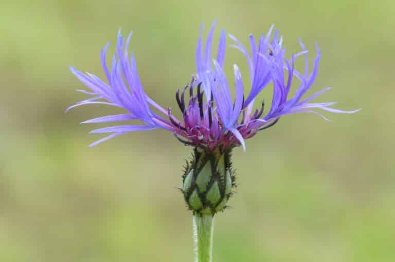Dead Flowers Meaning and Symbolism (Decay Negative Energy)