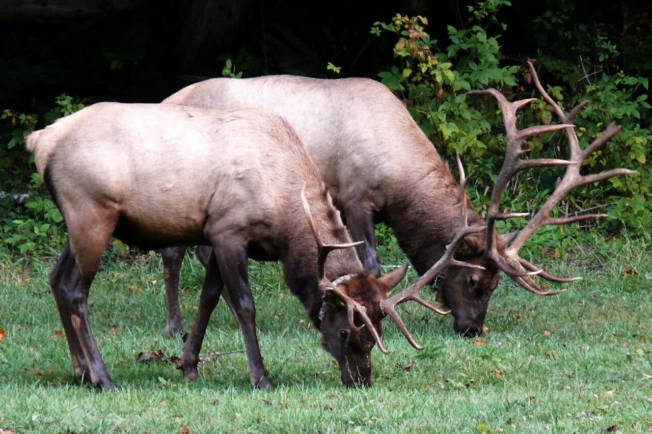 Symbolism of Deer (15 Surprising Meanings) 2022