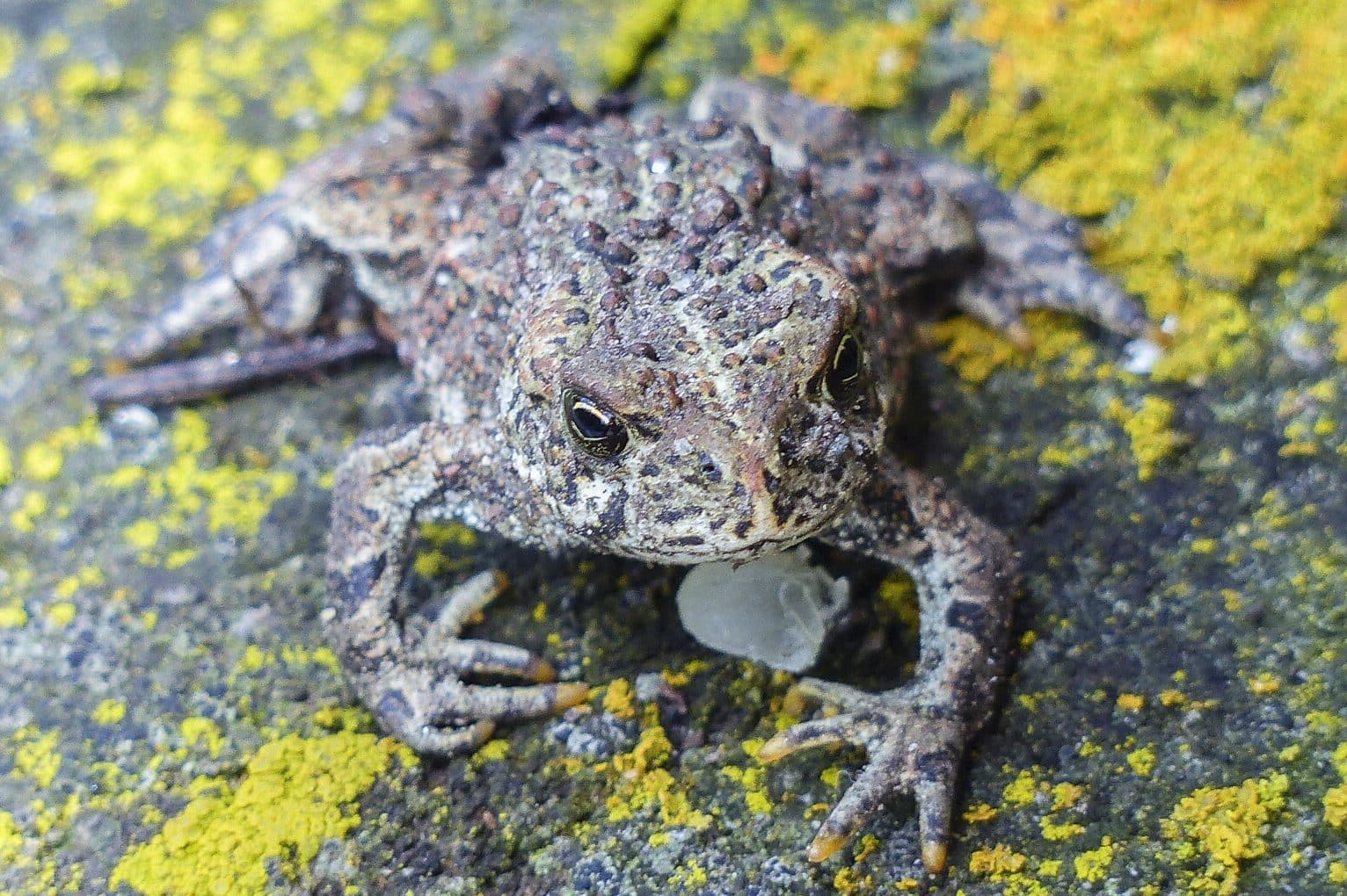 Meaning of Frog on Doorstep (Change and Purity)