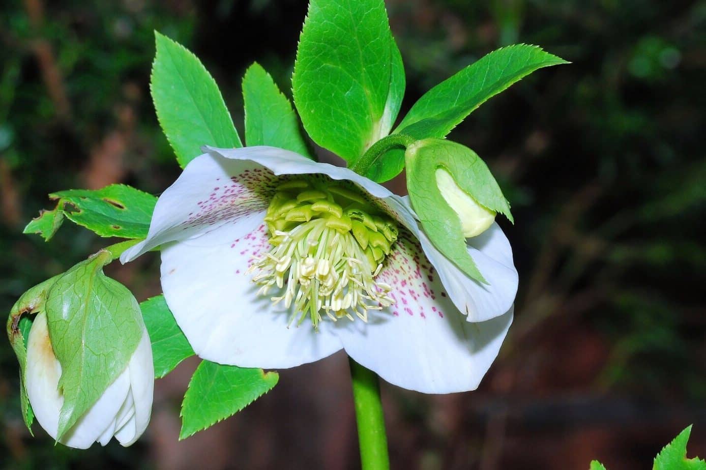 Hellebore Flower Meaning and Symbolism (Serenity or Danger)