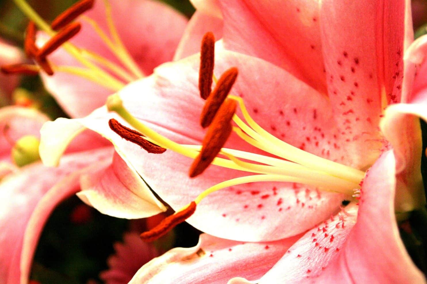 The Symbolism of Lilies (4 Surprising Meanings) (2022) Symbolism