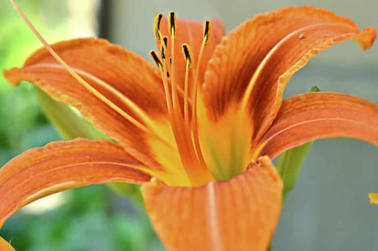 The Symbolism of Lilies (4 Surprising Meanings) (2022) Symbolism