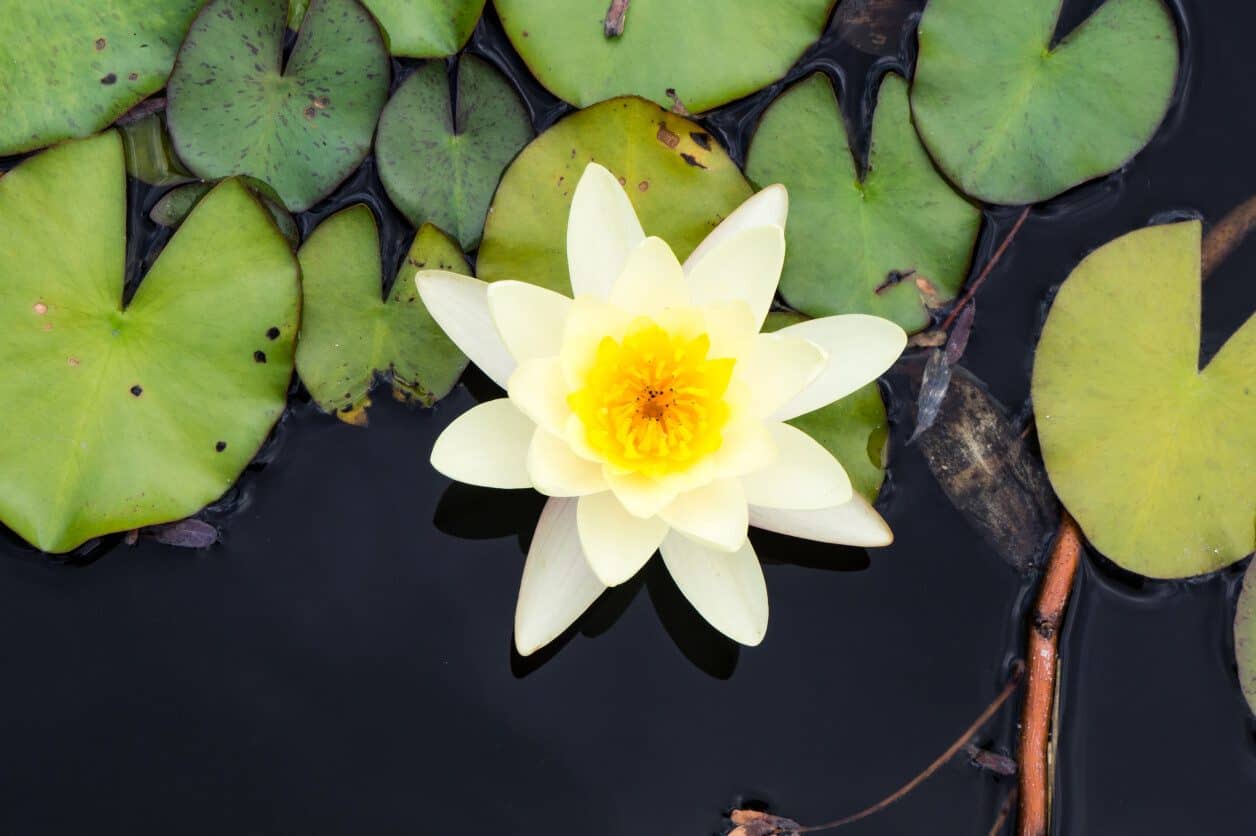 The Symbolism of Lilies (4 Surprising Meanings) (2022) Symbolism