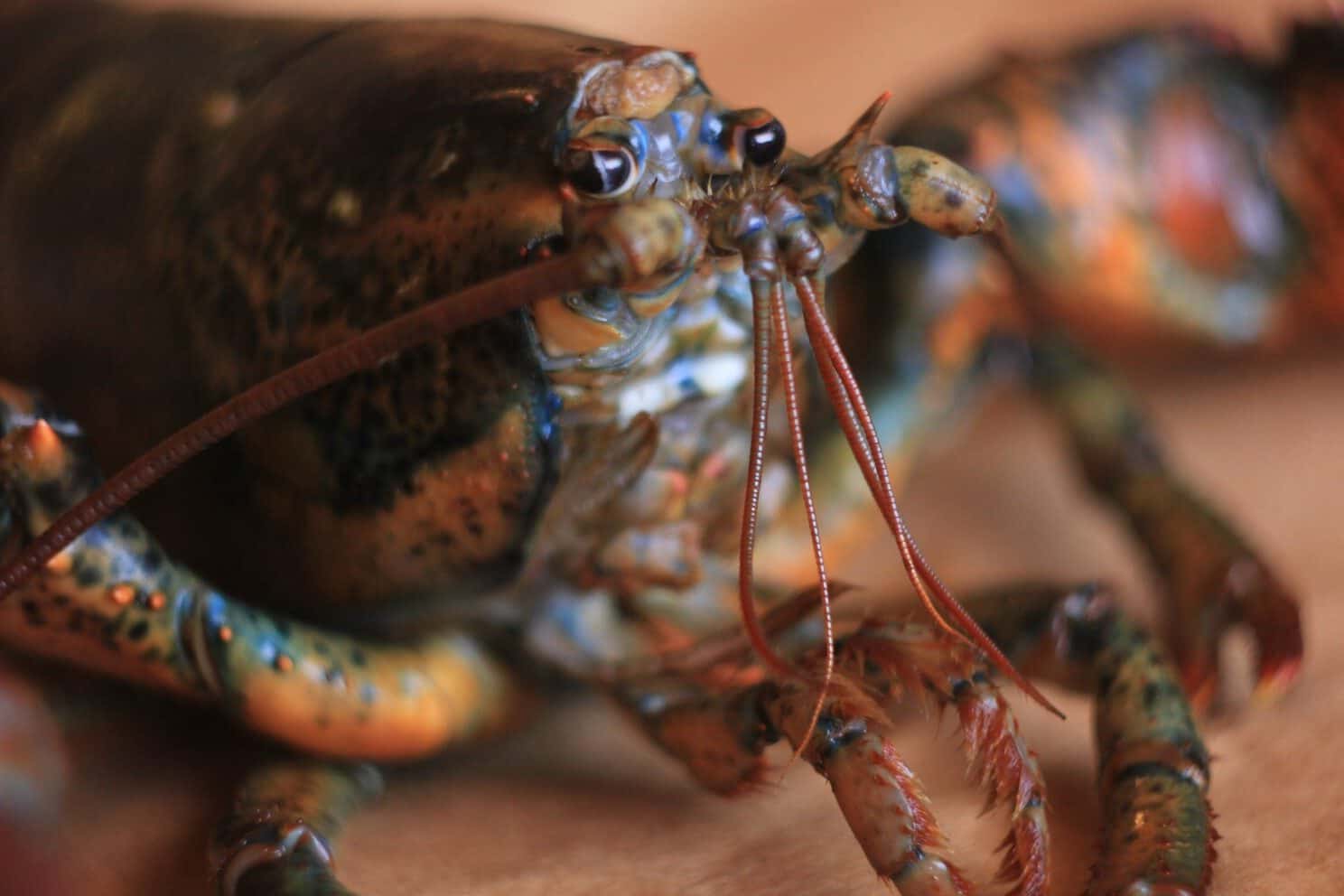 The Symbolism of Lobsters (8 Top Meanings)