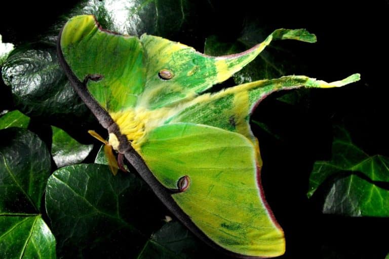 Symbolism of Luna Moths (10 Spirit Animal & Dream Meanings)