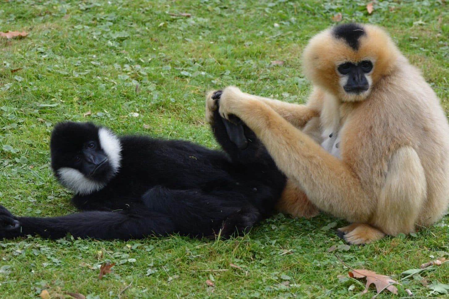 What Do Monkeys Symbolize? (6 Top Meanings)