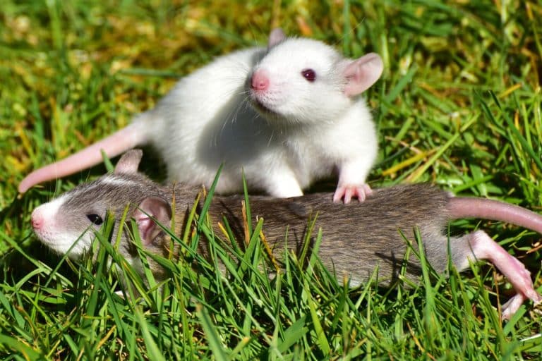 Mouse Symbolism (15 Meanings) Dreams & Spirit Animals