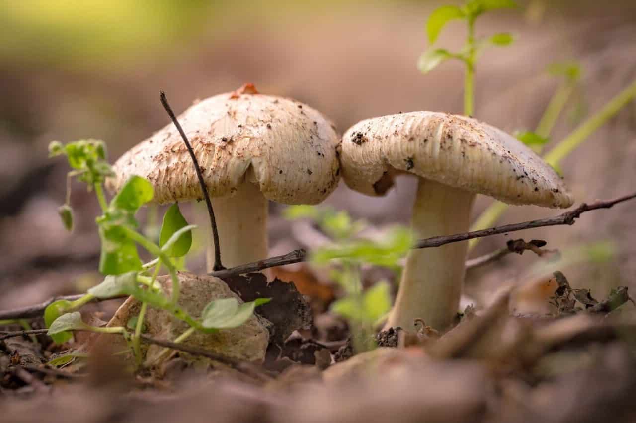 Mushrooms Symbolism and Meaning (Transformation & Health)