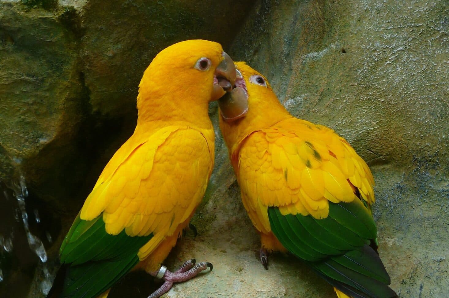 Symbolism of Parrots (7 Surprising Meanings)