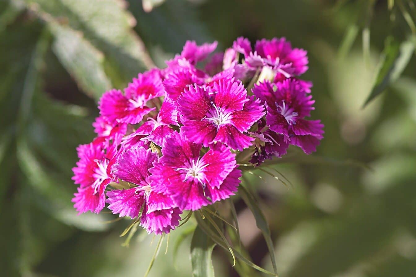 Pink Carnation Flower Meaning & Symbolism