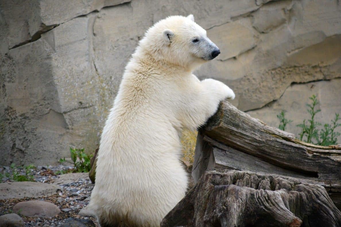 Polar Bear Symbolism (7 Meanings) - Spirit Animals & Dreams