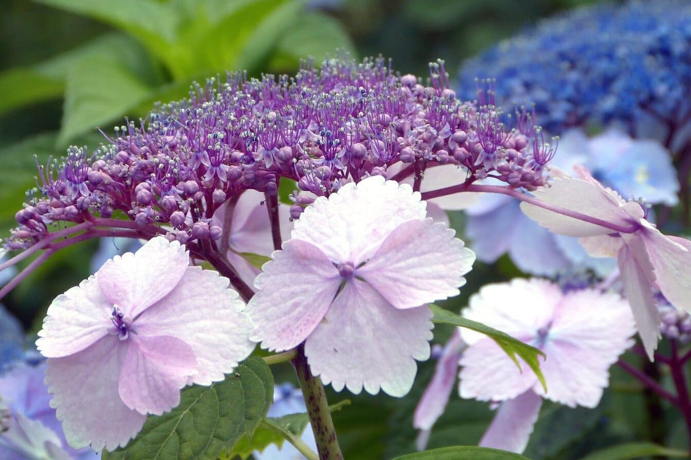 Purple Hydrangea Flower Meaning & Symbolism