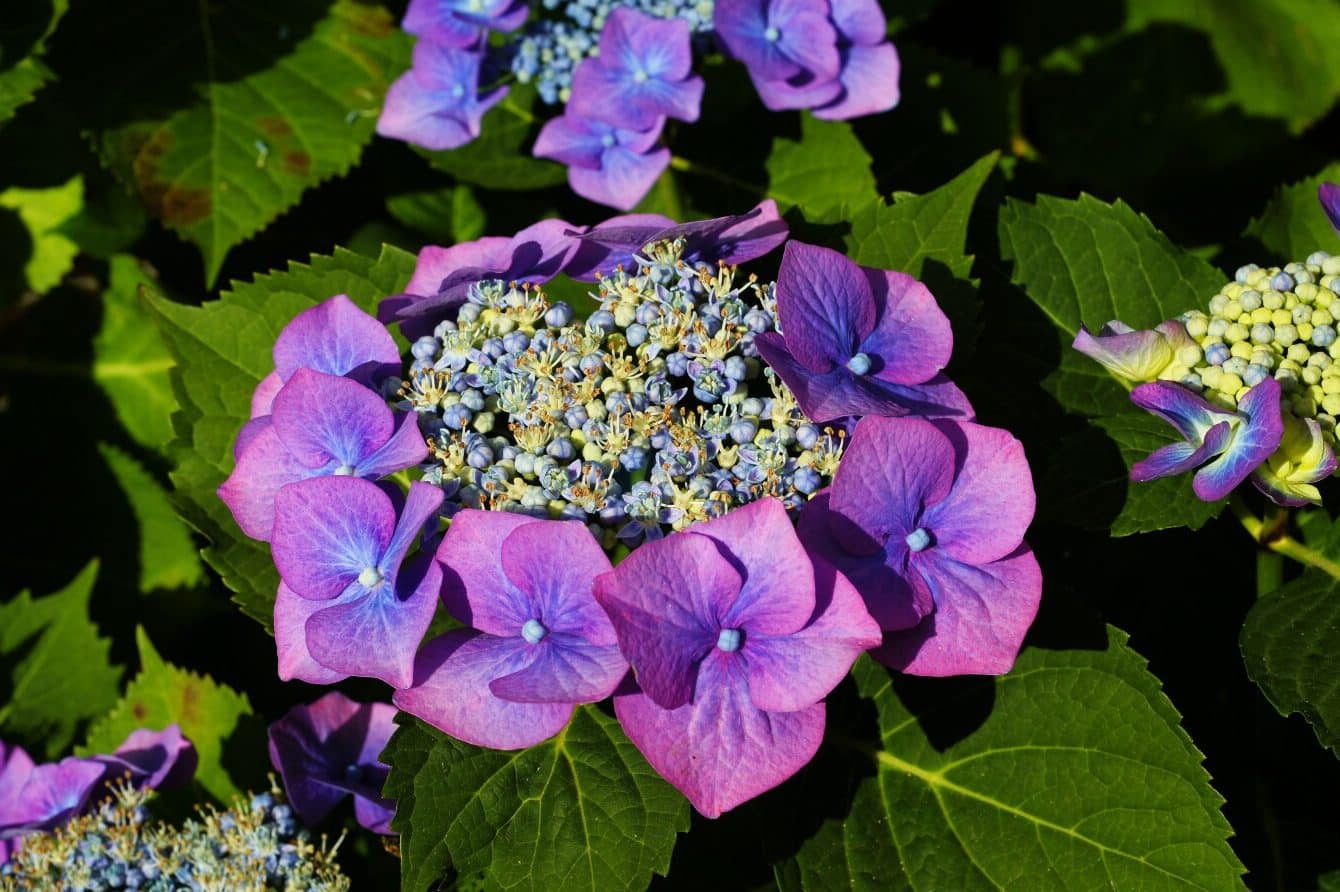 Purple Hydrangea Flower Meaning & Symbolism