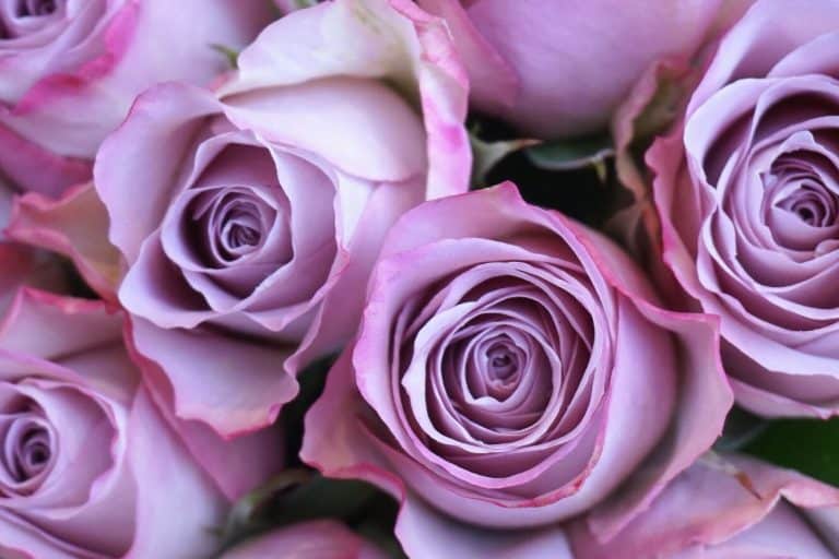 Purple Rose Flower Meaning & Symbolism (Royalty & Success)