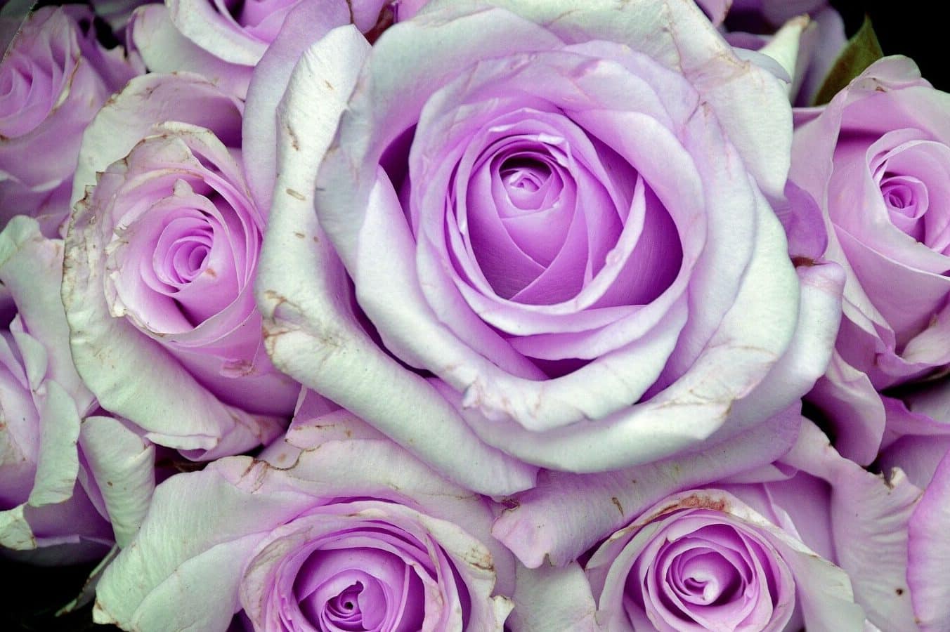 Purple Rose Flower Meaning & Symbolism (Royalty & Success)