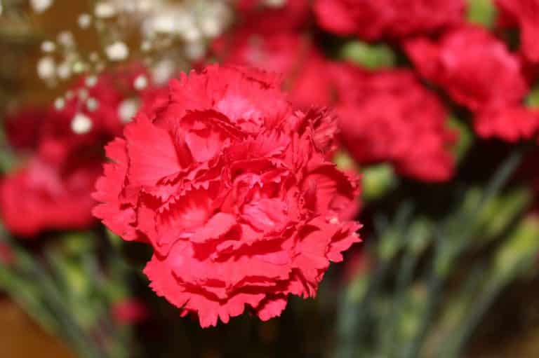 Red Carnation Flower Meaning & Symbolism