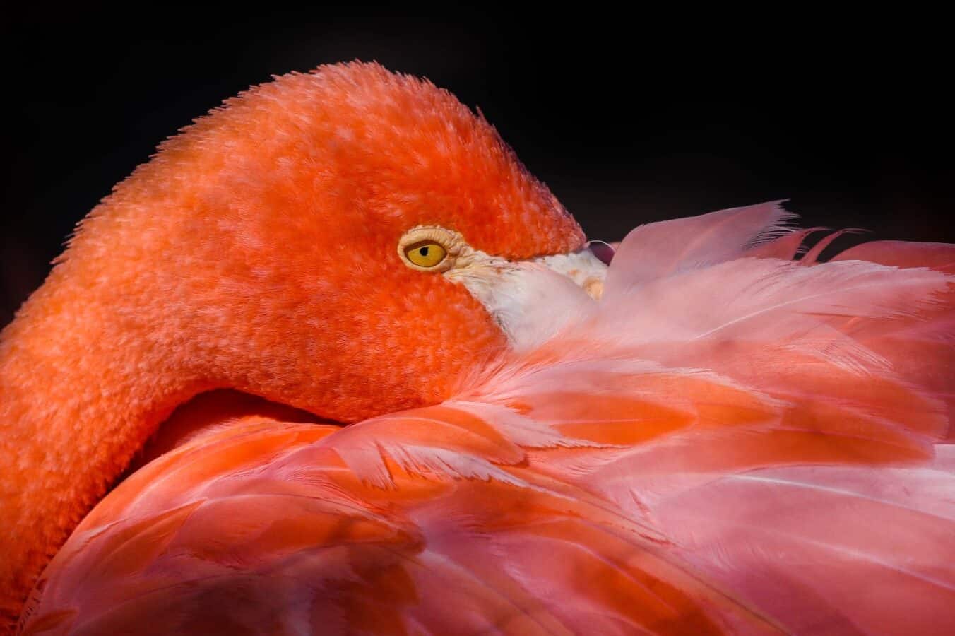 Red Feather Meaning and Symbolism (Happiness and Hope)