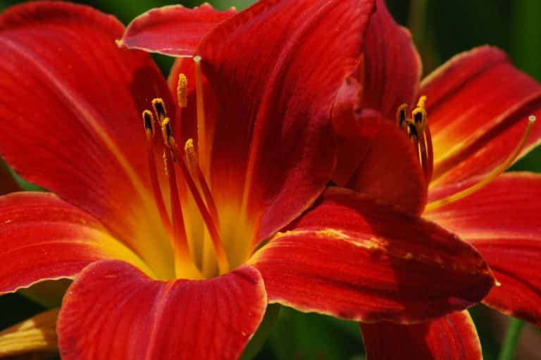 Red Lilies Meaning and Symbolism (Love & Passion)