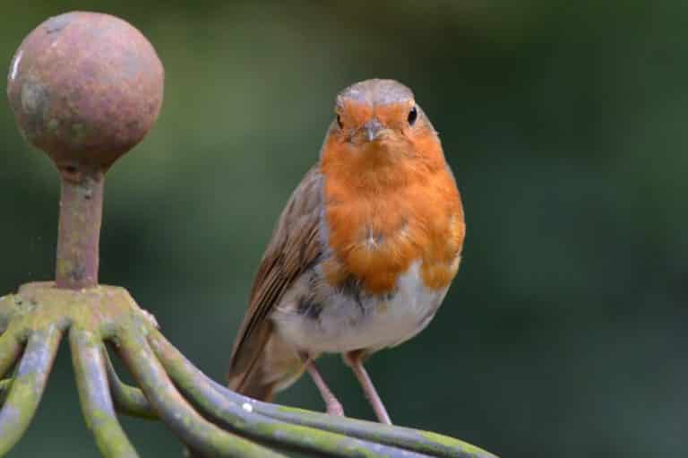 Red Robin Meaning & Symbolism (A Beacon of Hope & Renewal)