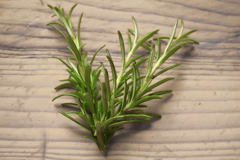 Rosemary Symbolism and Meaning (Faith and Love)