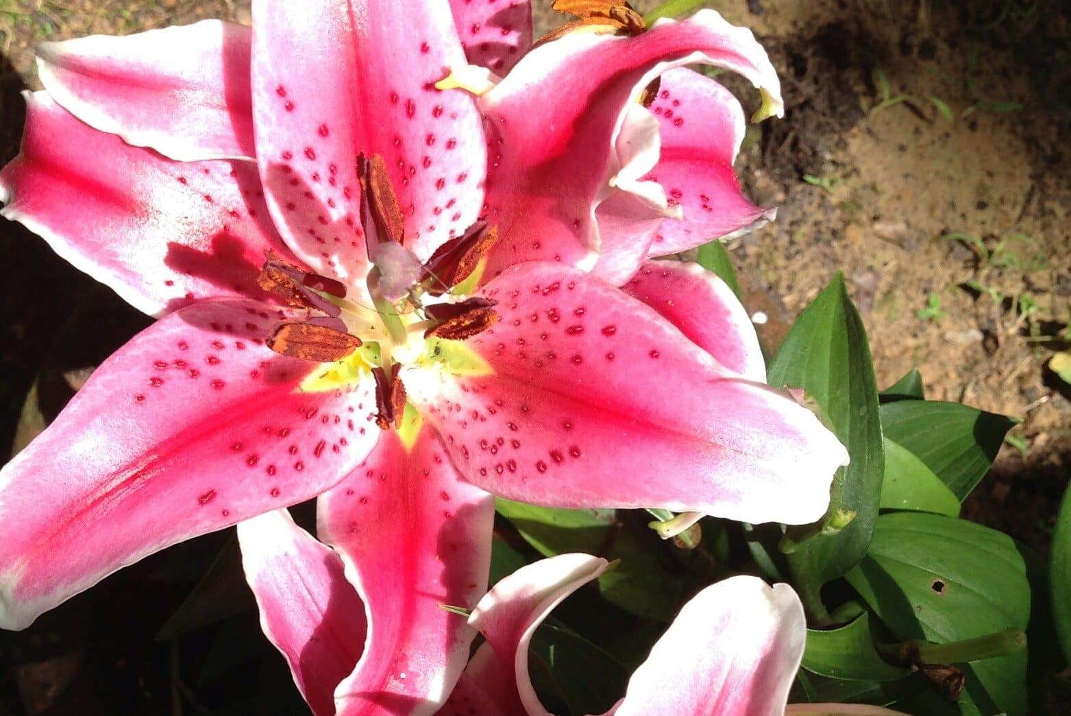 Stargazer Lily Meaning and Symbolism (Perfection & Success)