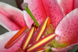 Stargazer Lily Meaning and Symbolism (Perfection & Success)