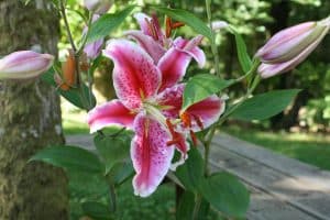 Stargazer Lily Meaning and Symbolism (Perfection & Success)