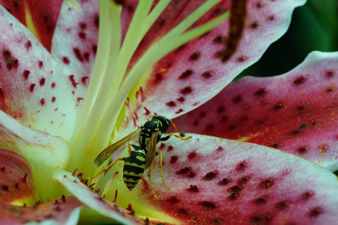 Stargazer Lily Meaning and Symbolism (Perfection & Success)