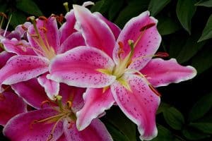Stargazer Lily Meaning and Symbolism (Perfection & Success)