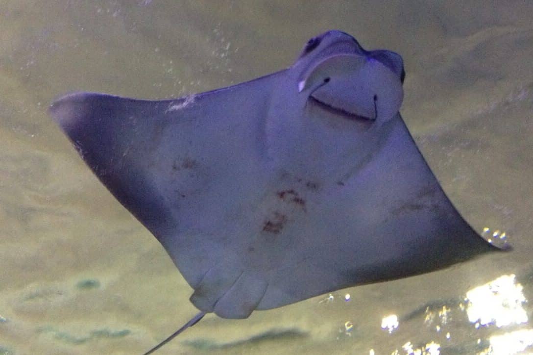 Stingray Symbolism (5 Top Meanings) Spirit Animals & Dreams