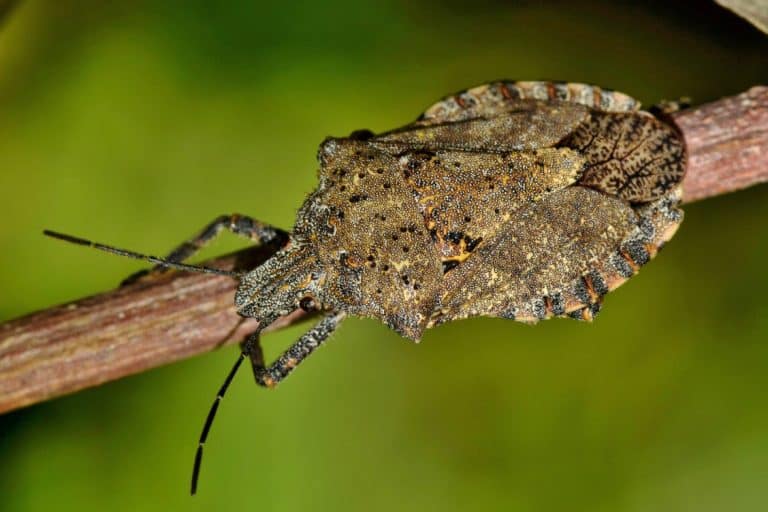 Stink Bug Symbolism Spiritual Meaning