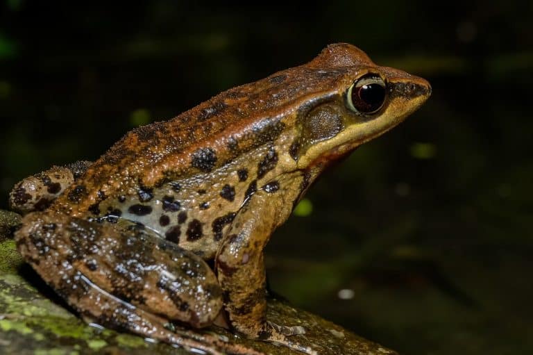 Toad Symbolism (18 Top Meanings) Spirit Animals & Dreams